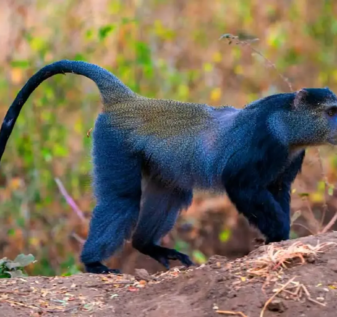Unveiling the Fascinating World of Monkeys