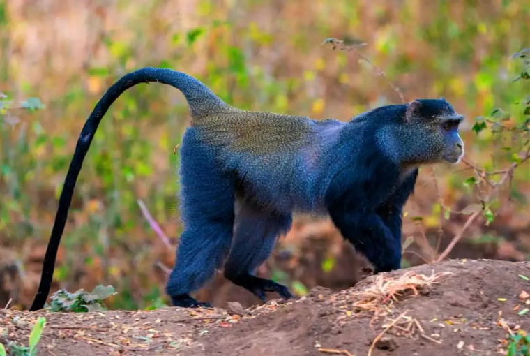 Unveiling the Fascinating World of Monkeys